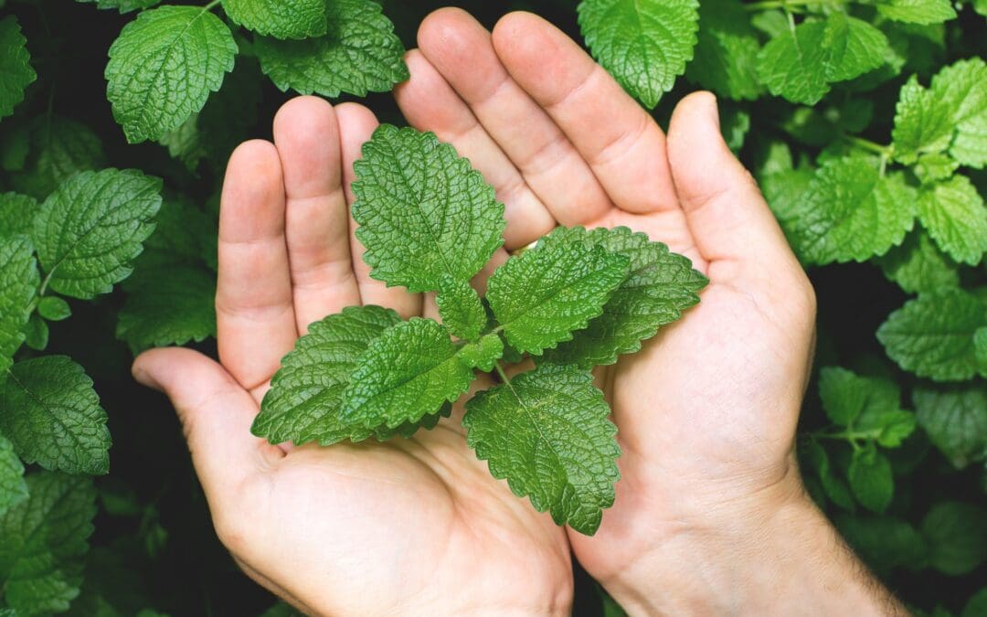 Peppermint for the win! Menta (ne) salvează&nbsp;vara